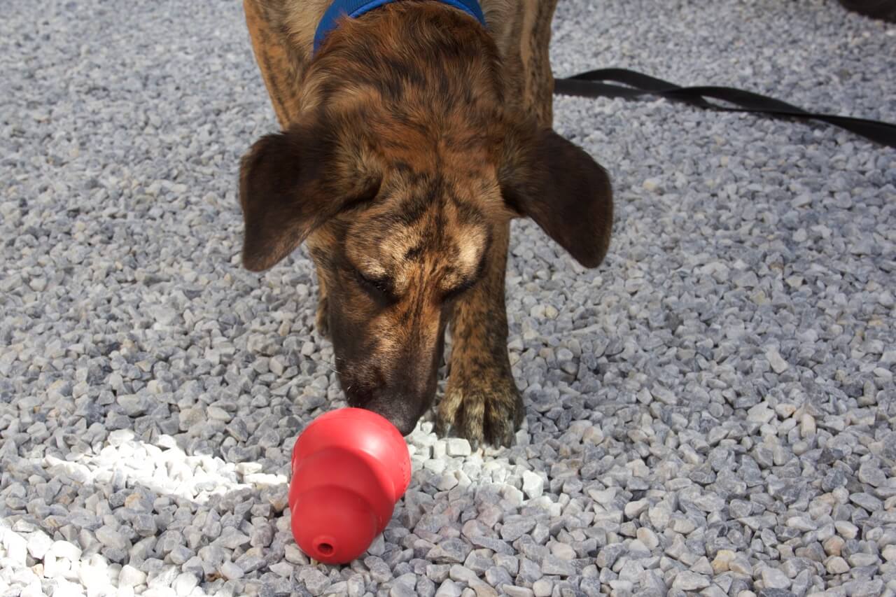 Der Kong Classic ist ein super abwechslungsreiches Spielzeug auch für einen jungen Hund