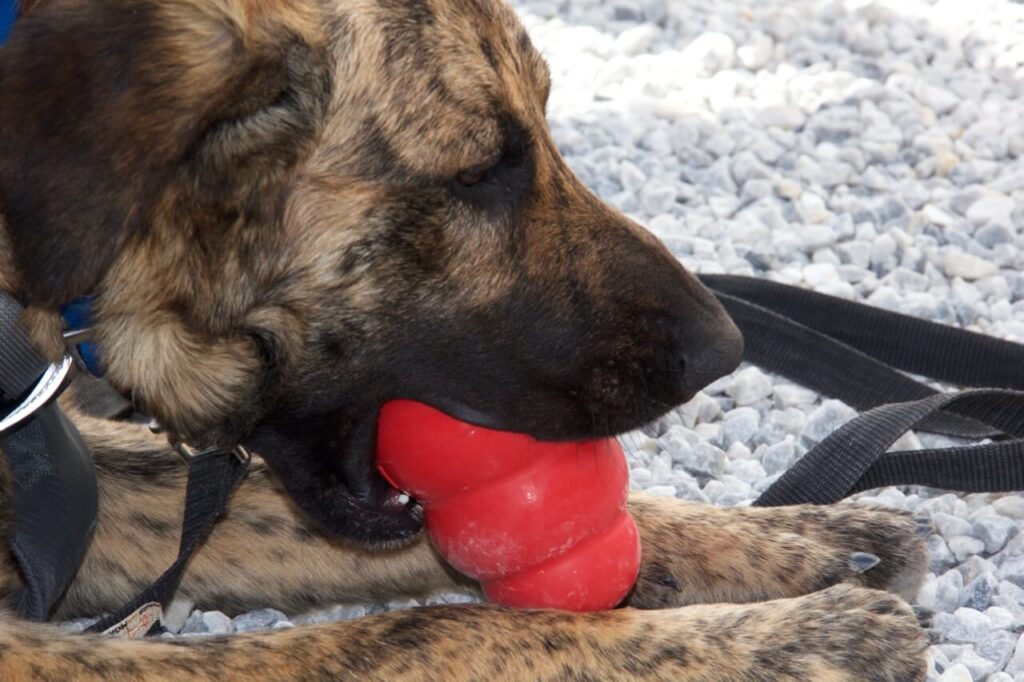 Ein Hund hat einen roten Kong im Maul