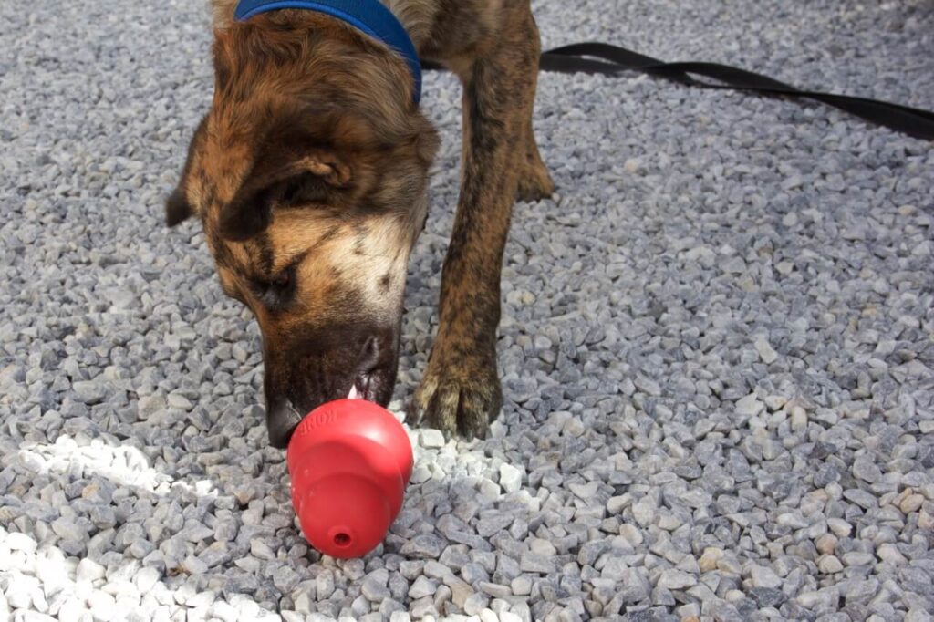 Ein Hund leckt im Stehen an einem roten Kong