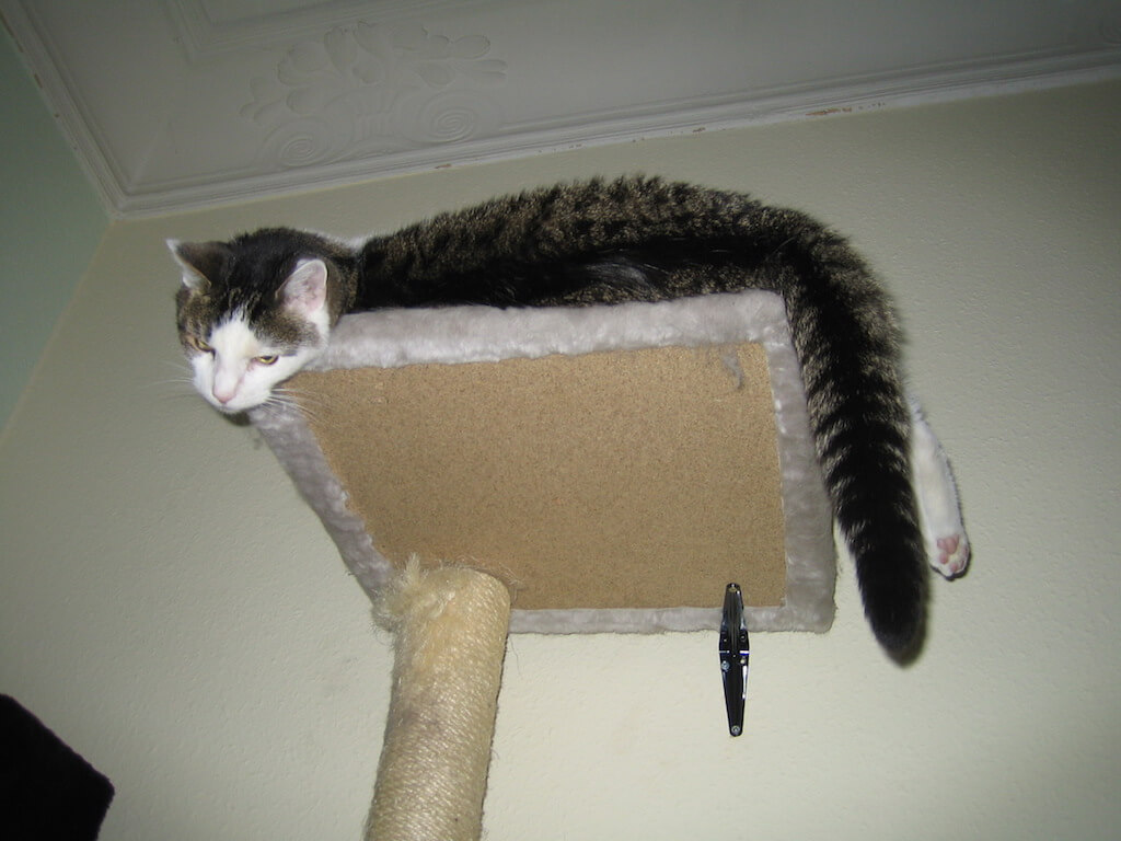 Eine Katze liegt auf dem obersten Brett eines Kratzbaumes und schaut nach unten.