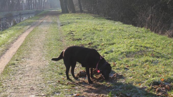 Ein Labrador schnüffelt an einem Laubhaufen