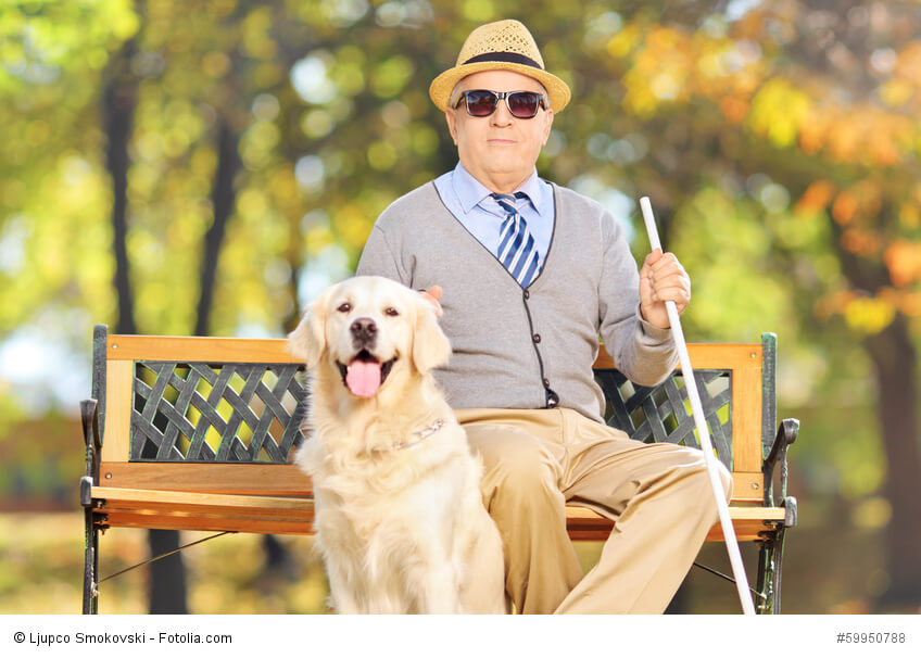 Ein blinder älterer Mann sitzt auf einer Bank mit seinem Labrador Retriever neben sich, der auf Grund seines geduldigen und gelehrigen Wesens hervorragend als Blindenhund eignet.
