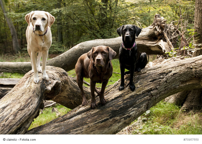 Die drei möglichen Farben der Labrador Retriever