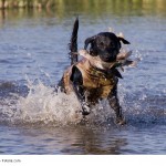 Der Labrador Retriever bekam seinen Namen nachdem seine hervorragenden Apportiereigenschaften erkannt wurden.