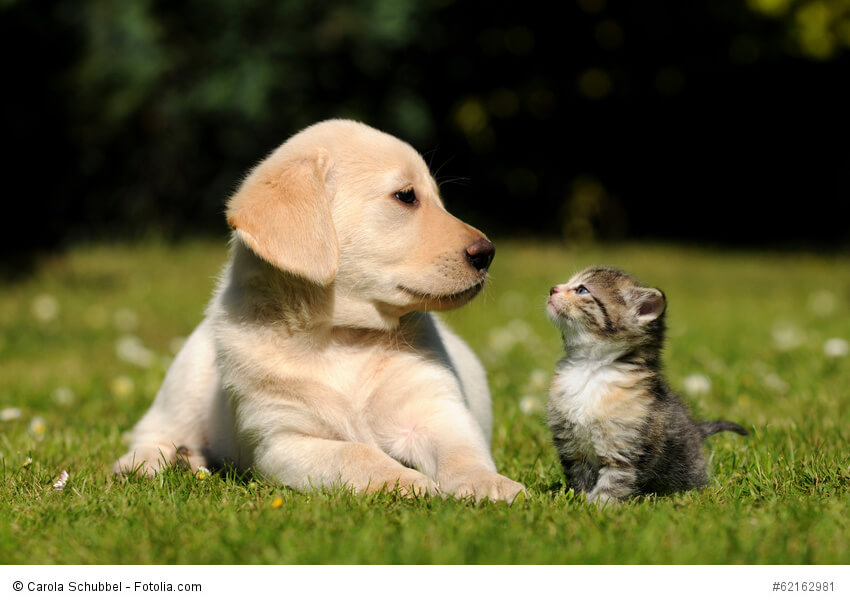 Labrador Retriever sind auch mit Katzen sehr verträgliche Hunde - auch wenn diese beiden sich erst aneinander gewöhnen müssen.