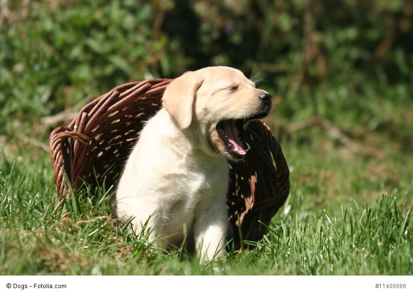 Labrador-Welpen verbringen ihr Leben wie alle jungen Hunde abwechselnd mit Spielen und Schlafen.