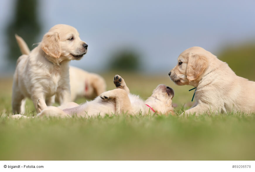 Auch die Welpen von Golden Retrievern verbringen ihre Zeit am Liebsten mit Spielen