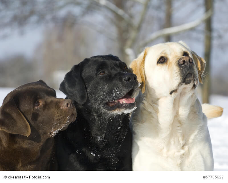 Mit ihrem dichten Fell sind diese drei unterschiedlich farbigen Labrador-Retriever auch für Schnee gut gerüstet.