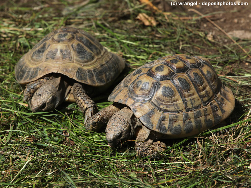 Zwei Landschildkröten nebeneinander auf Gras