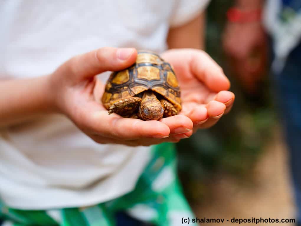 Kind hält Landschildkröte. Vorsicht vor Salmonellen.