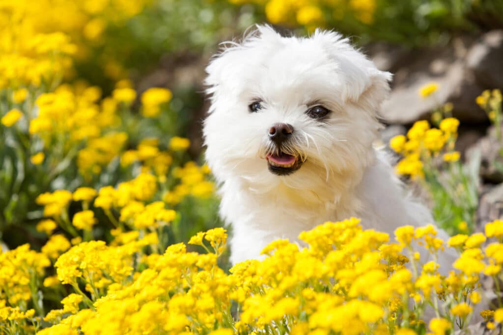 Malteser sitzt im Feld zwischen gelben Blumen.