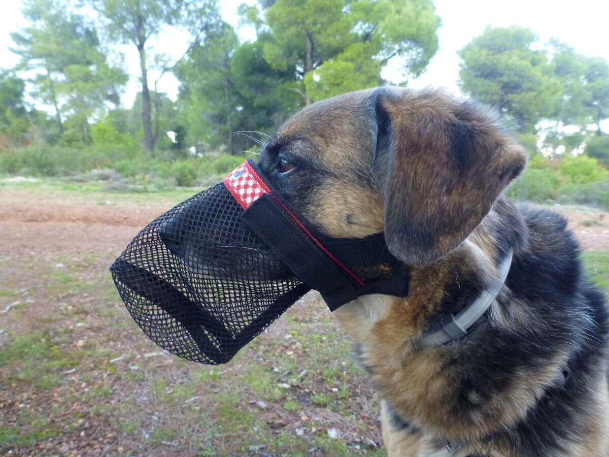Schäferhund-Mix mit Netzmaulkorb