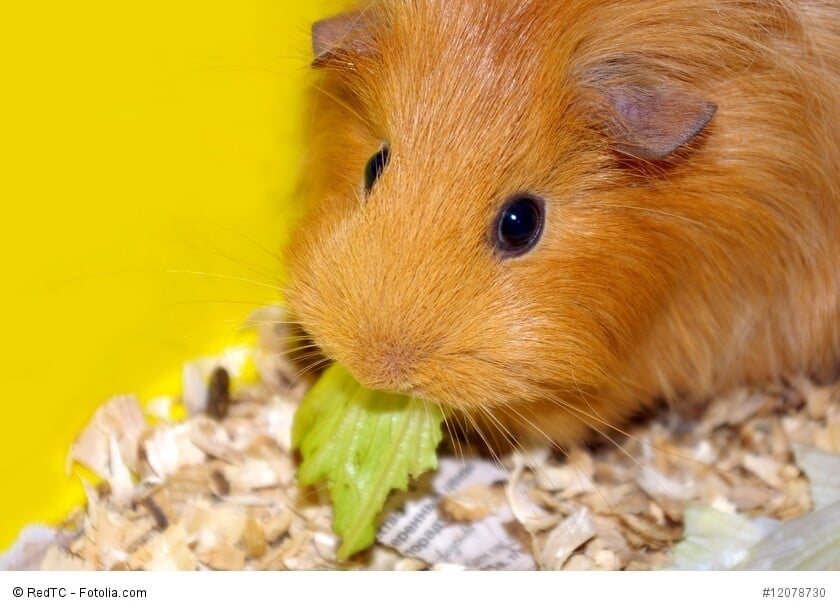 Ein hellbraunes Kurzhaar-Meerschweinchen knabbert an einem Salatblatt vor einer gelben Wand