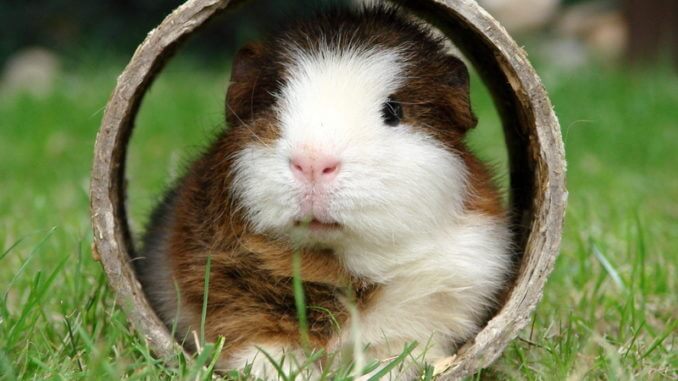Ein Meerschweinchen sitzt in einer Holzröhre auf einer Wiese