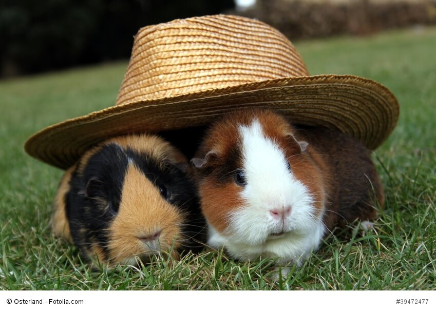 Meerschweinchen: Lebensfreude auf vier Beinen.