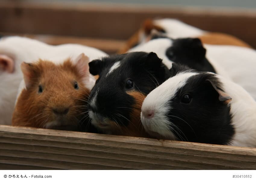 Eine Gruppe Meerschweinchen sitzt in einer Kiste