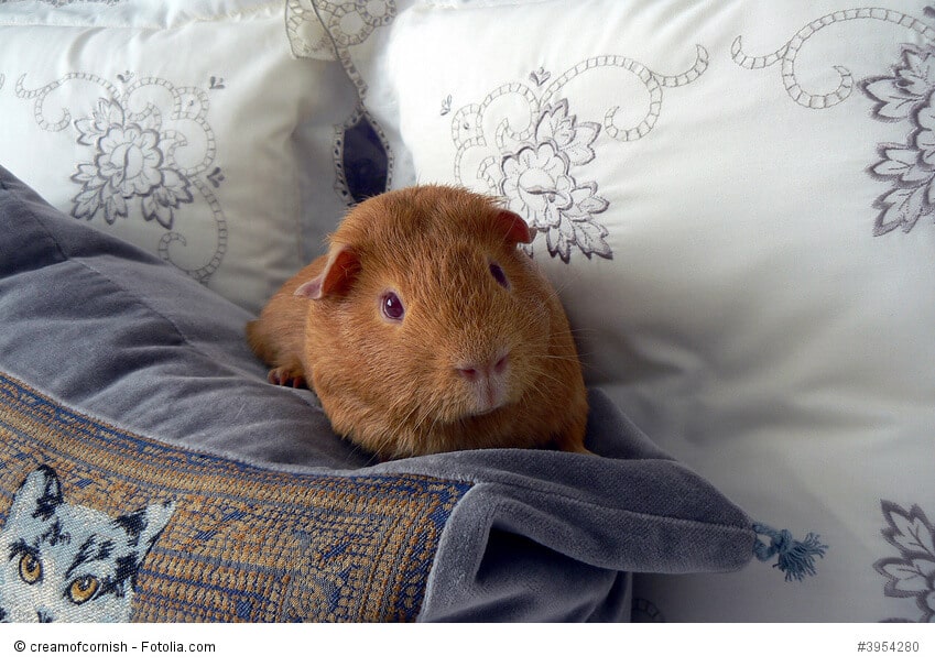 Ein Meerschweinchen sitzt zwischen verschiedenen Kissen.