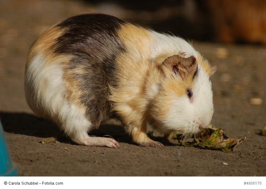Ein dreifarbiges Kurzhaar-Meerschweinchen knabbert an einem Blatt