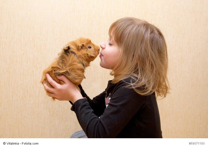 Kleines Mädchen küsst ein Meerschweinchen