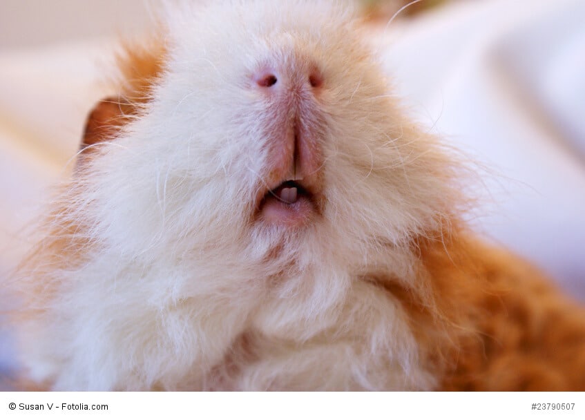 Ein Meerschweinchenkopf von unten fotografiert, so dass man die Nagezähne sehen kann