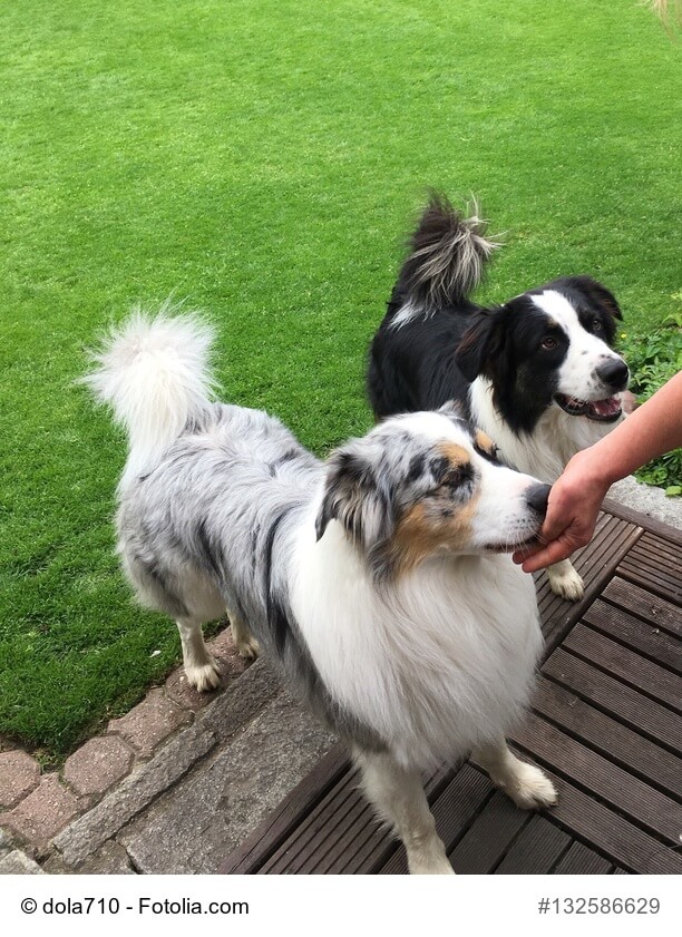 Zwei Australien Sheperds werden aus der Hand gefüttert