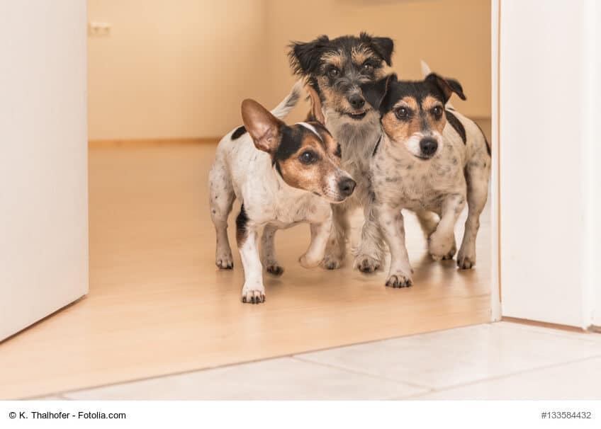 Drei Jack Russel Terrier stehen an einer geöffneten Tür