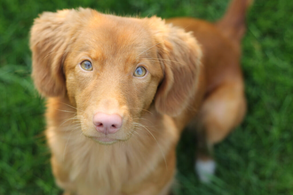 Nova Scotia Duck Tolling Retriever Hündin Mila