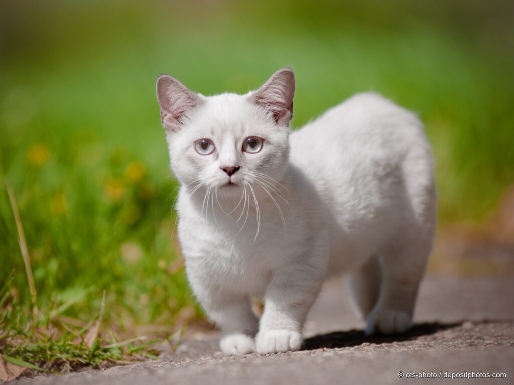Munchkin Katze
