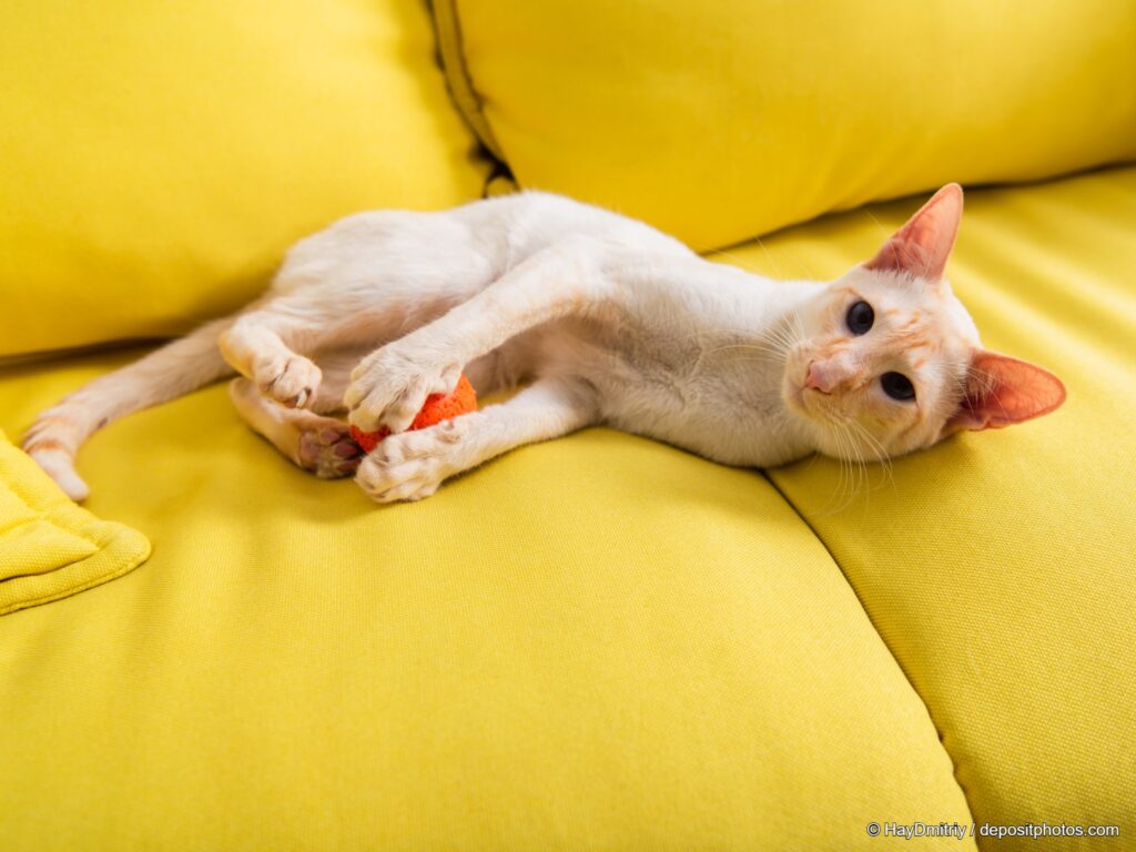 orientalisch kurzhaar oriental shorthair