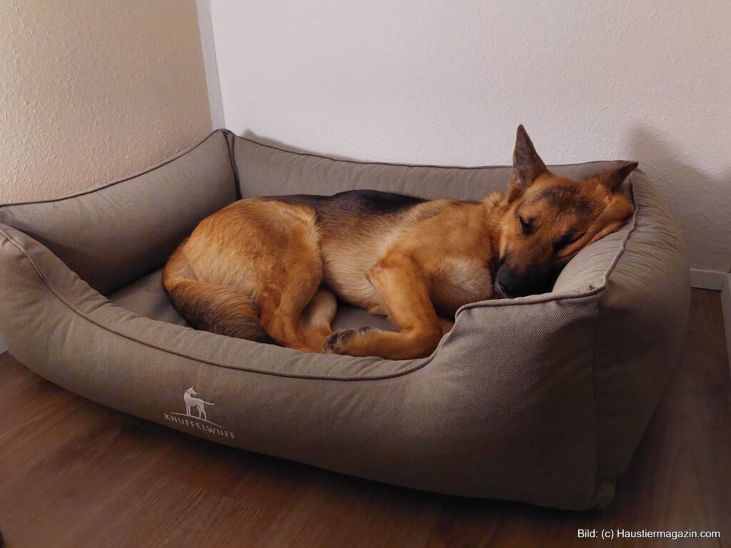 Ein orthopädisches Hundebett ist für große und schwere Hunde, aber auch für Hundesenioren zu empfehlen.