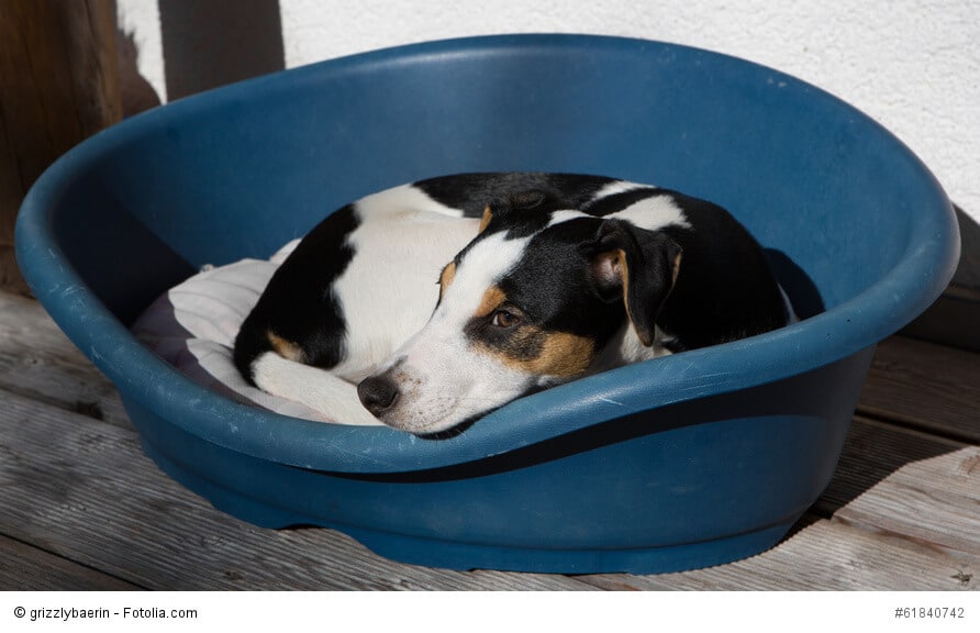 Junger Parson-Russell-Terrier liegt im Hundekorb