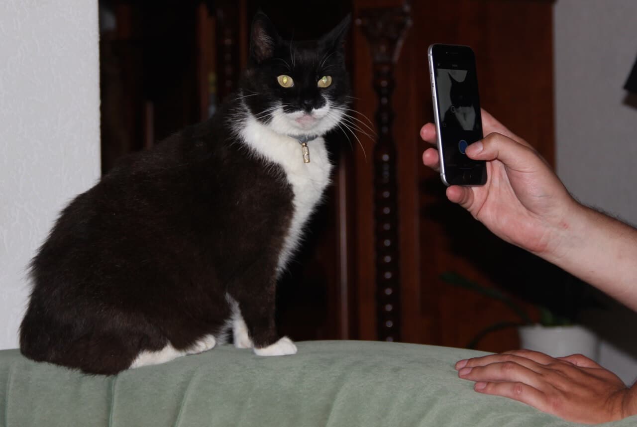 Foto von einer Hand mit Handy, das eine schwarzweiße Katze fotografiert, die auf einer Sofalehne sitzt.