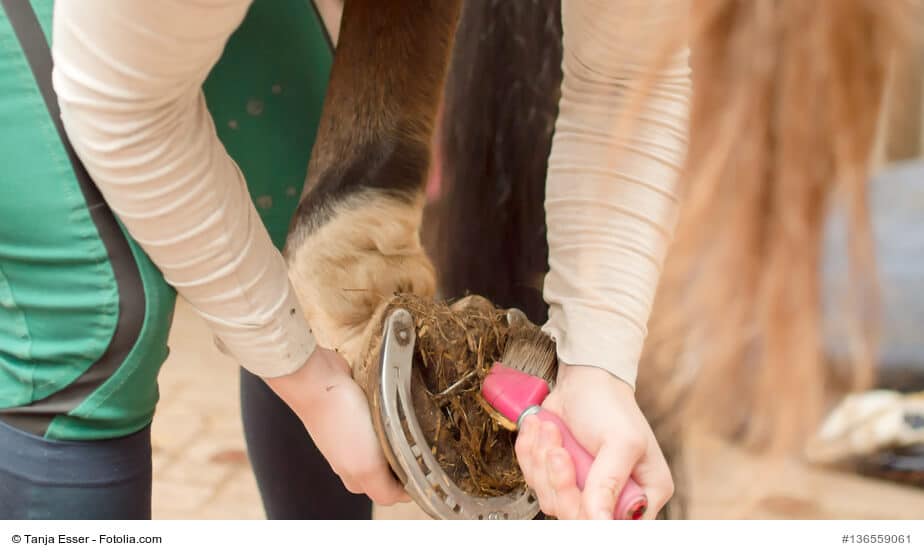 Nur mit der richtigen Hufpflege läuft das Pferd schmerzfrei
