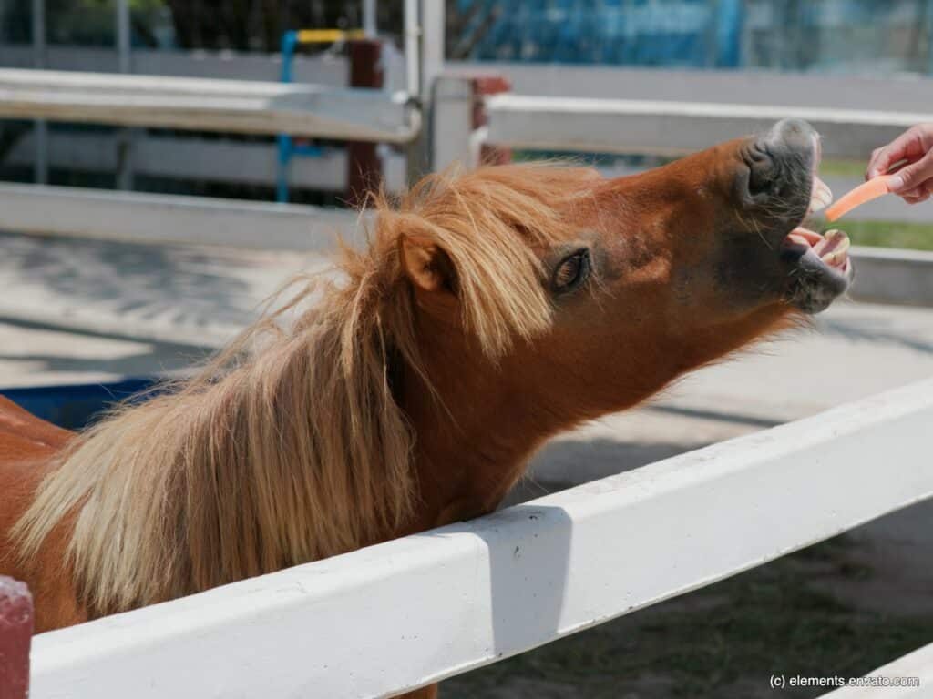 Ob Pferd oder Pony, alle Vierbeiner freuen sich über leckeres Futter als Geschenk.