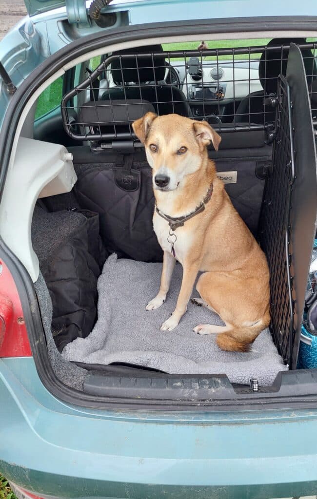 Nala hat die Wärmedecke von riijk getestet.