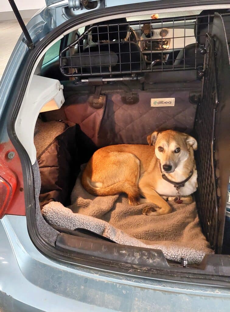 Dank der Wärmedecke hat es Nala schön kuschelig und warm.