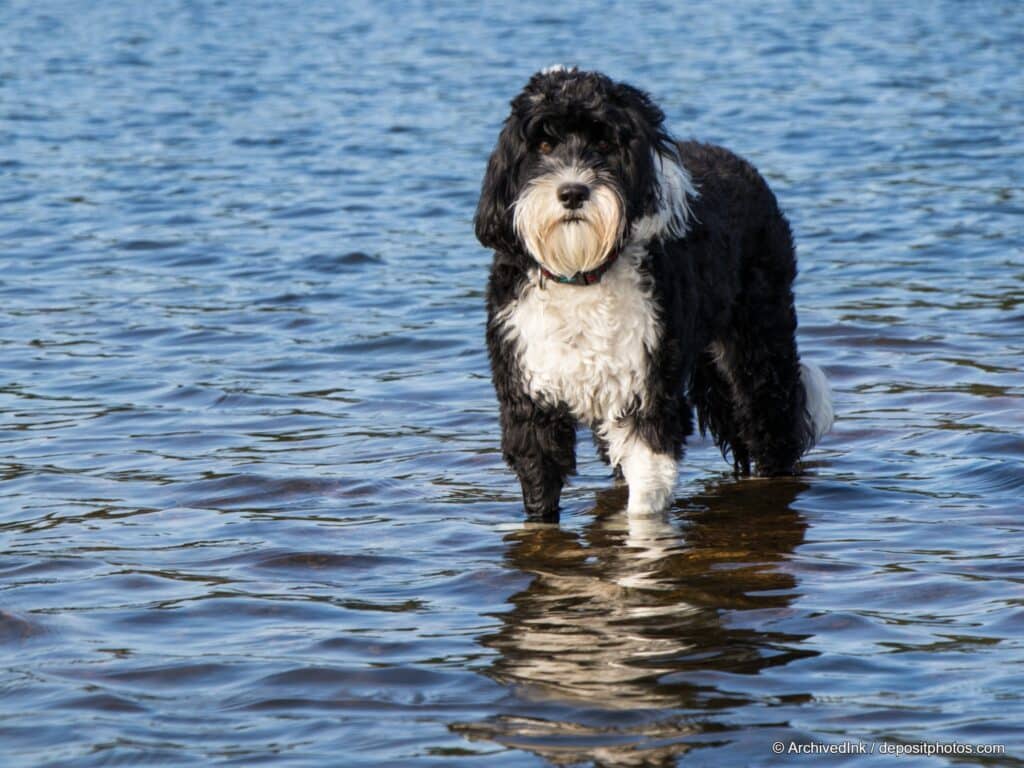 schwarz-weißer Wasserhund steht auf grüner Wiese