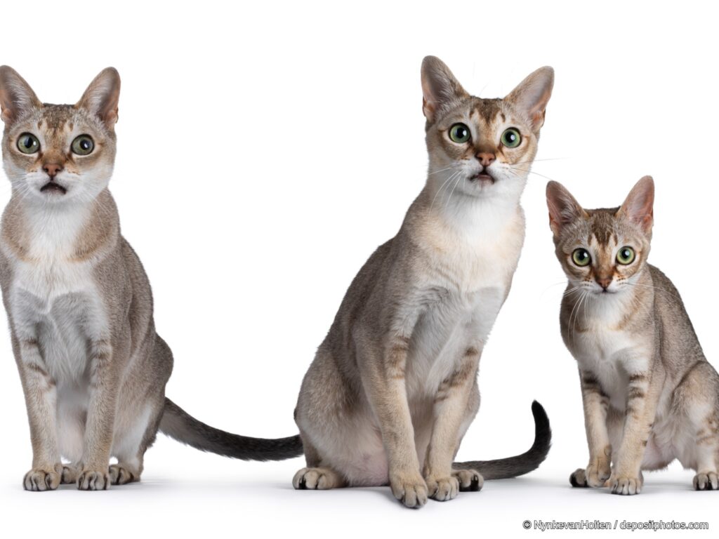 Singapura Katze