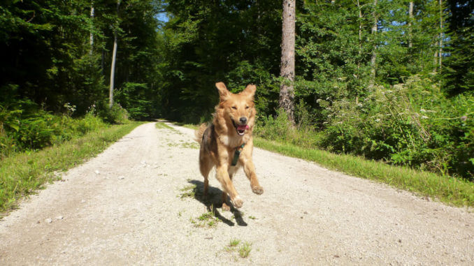 Rennender Hund auf Waldweg