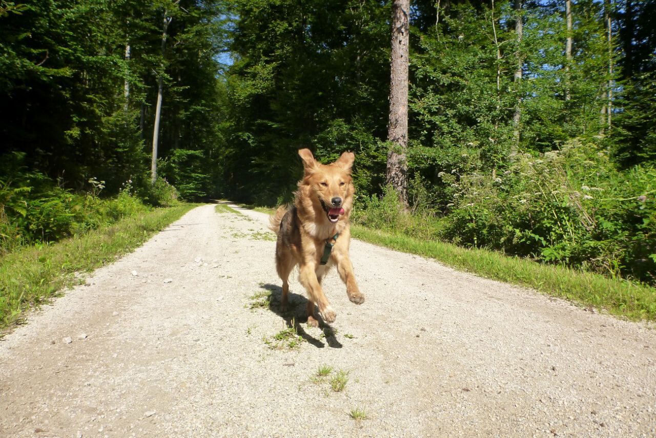 Rennender Hund auf Waldweg