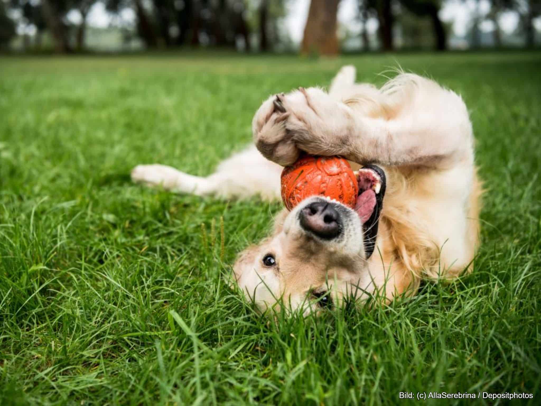 Hundeball unzerstörbar