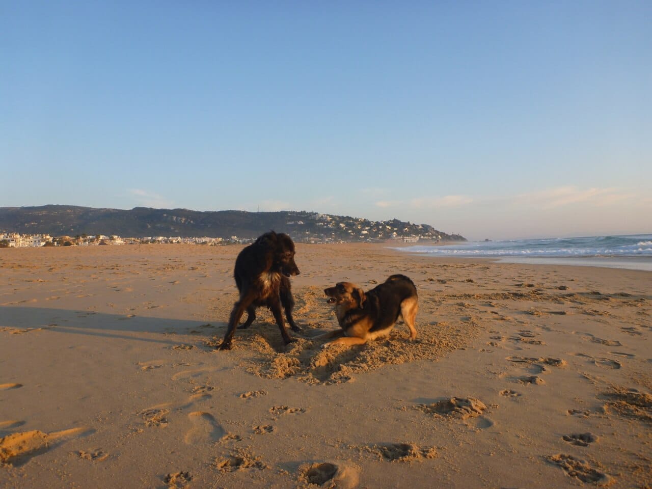 zwei spielende Hunde am Strand