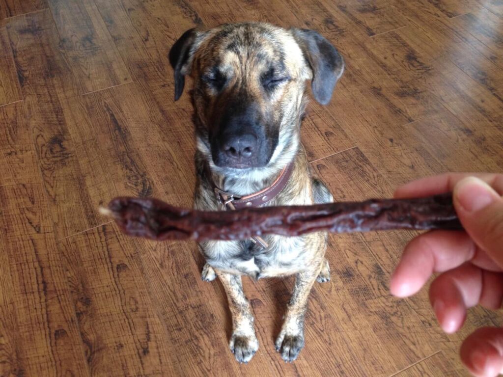 Ein Hund wartete darauf seine Wurst zu bekommen