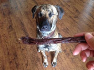 Ein Hund wartete darauf seine Wurst zu bekommen