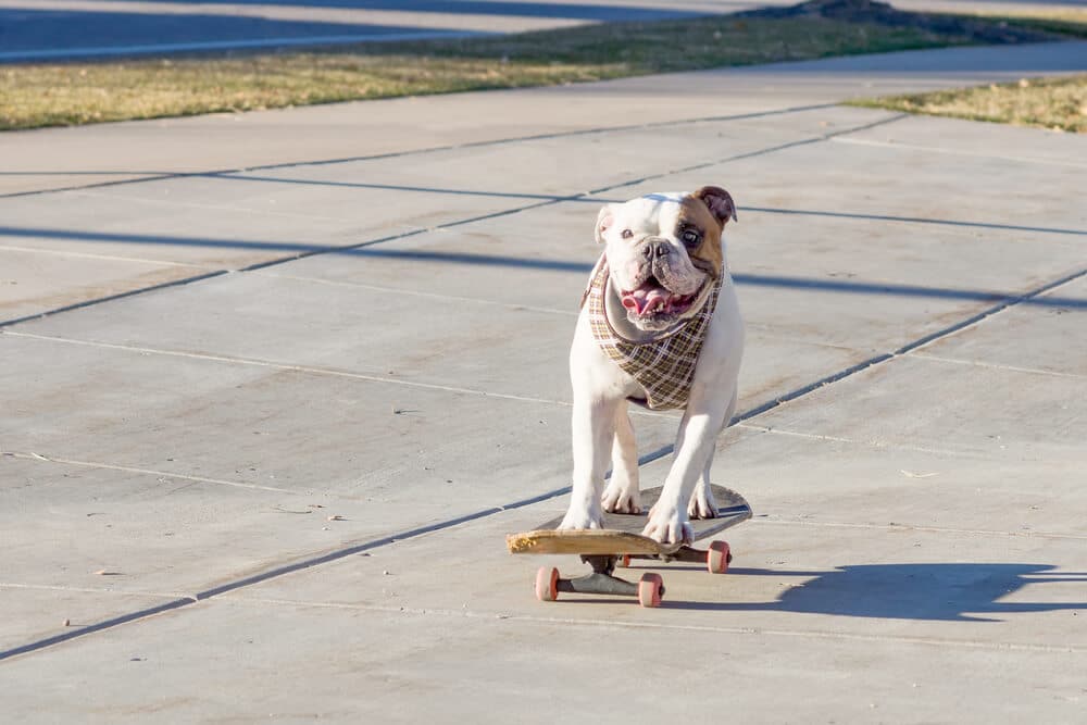 Hund auf einem Skateboard