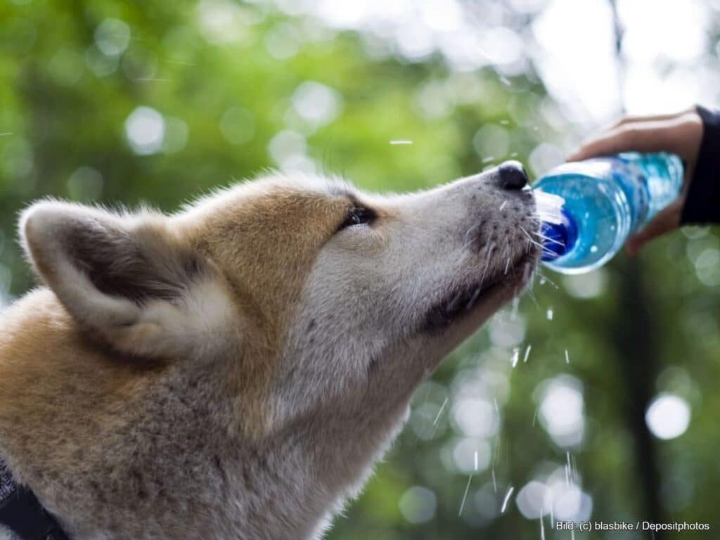 Unterwegs mit Trinkflasche Hund