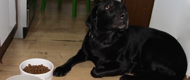Ein schwarzer Labrador sitzt vor seinem vollen Fressnapf und guckt traurig