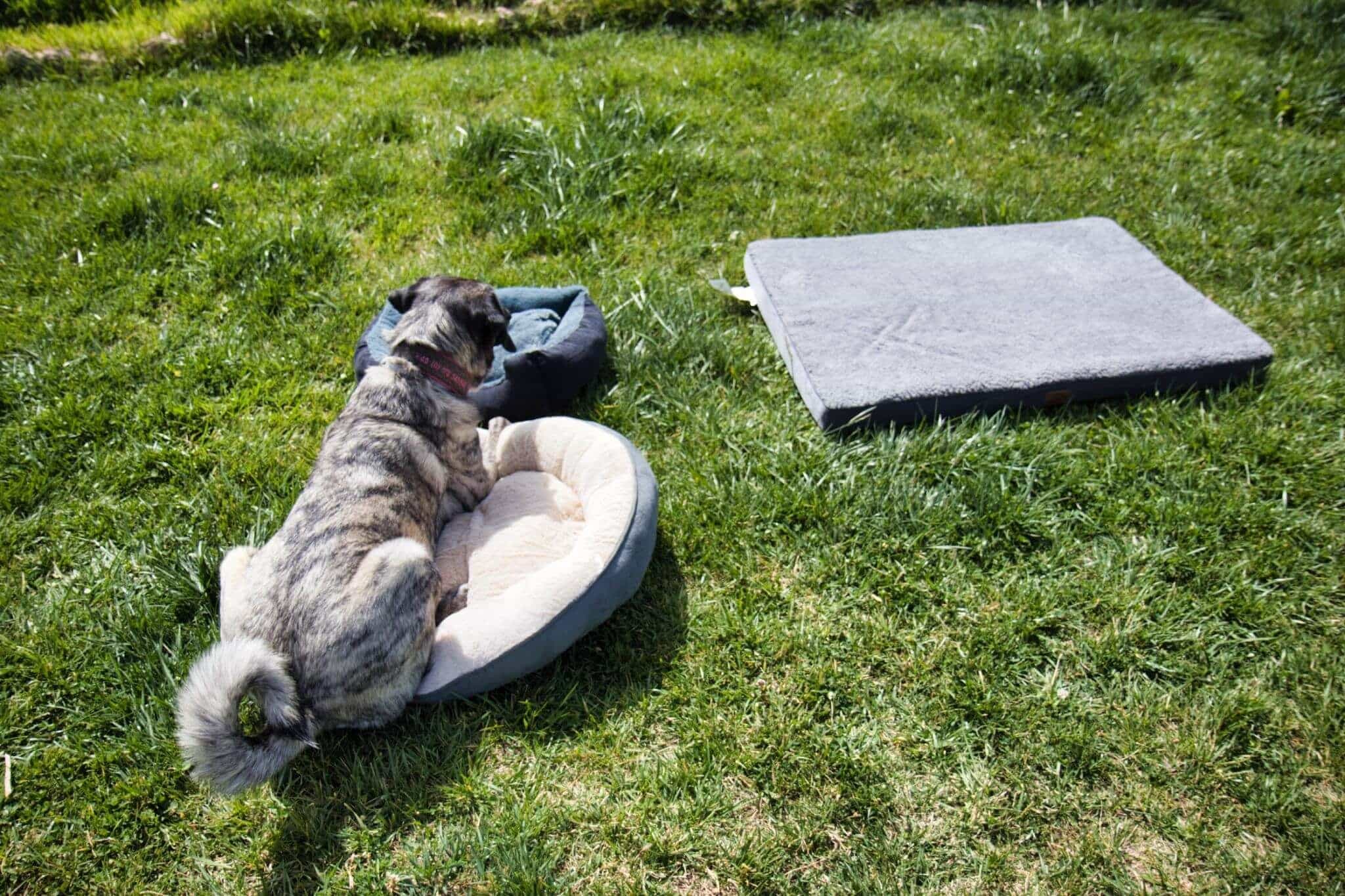 Ein weiches Hundebett für große Hunde