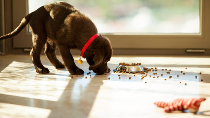 Ein Welpe frisst sein Futter neben dem Napf