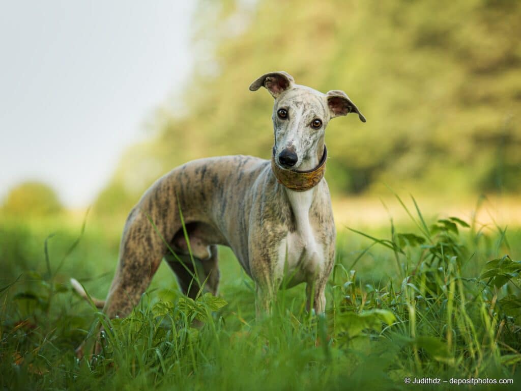 Whippet steht auf einer Wiese